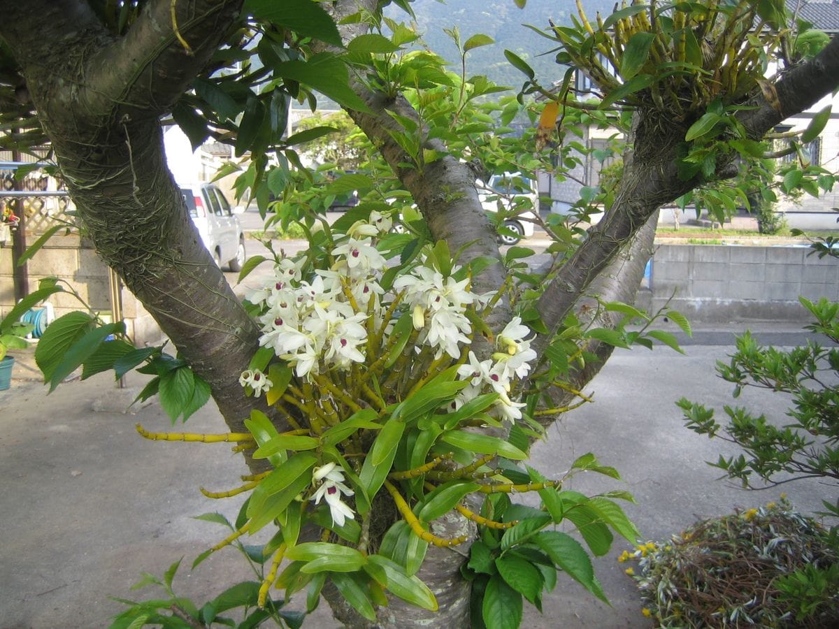 サクラの木のデンドロ開花