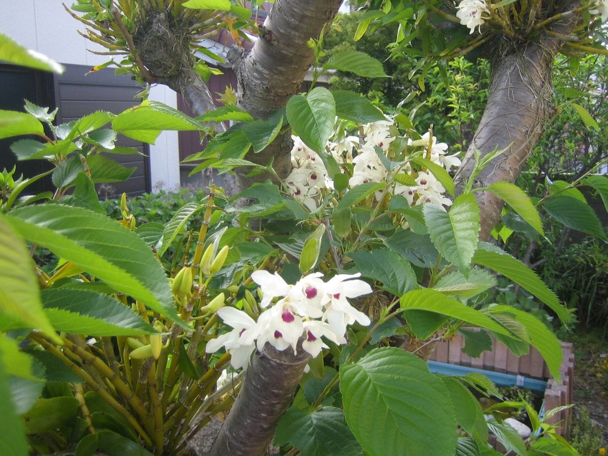 サクラの木のデンドロ開花