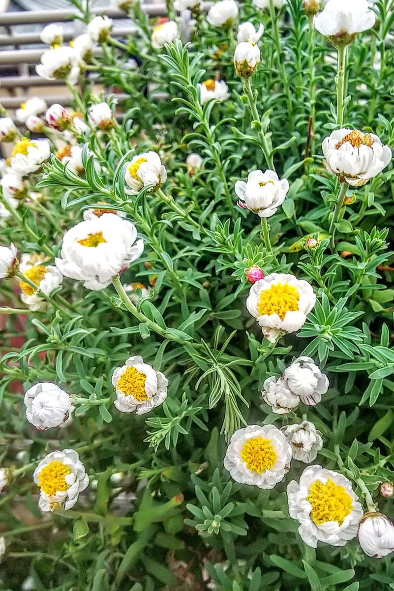 白い花🌼たち