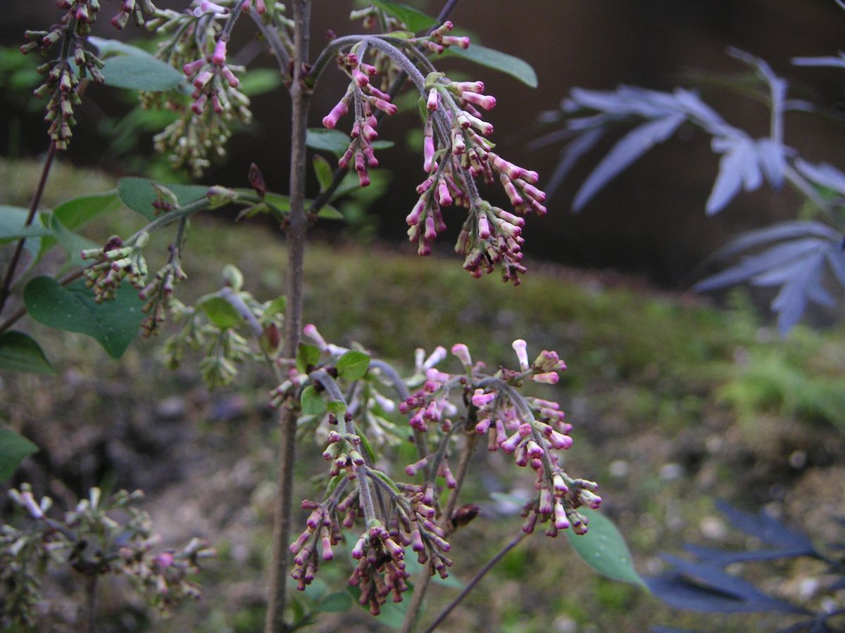 花の変化