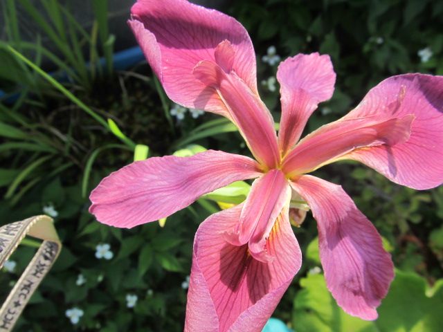 カキツバタ園芸種2種