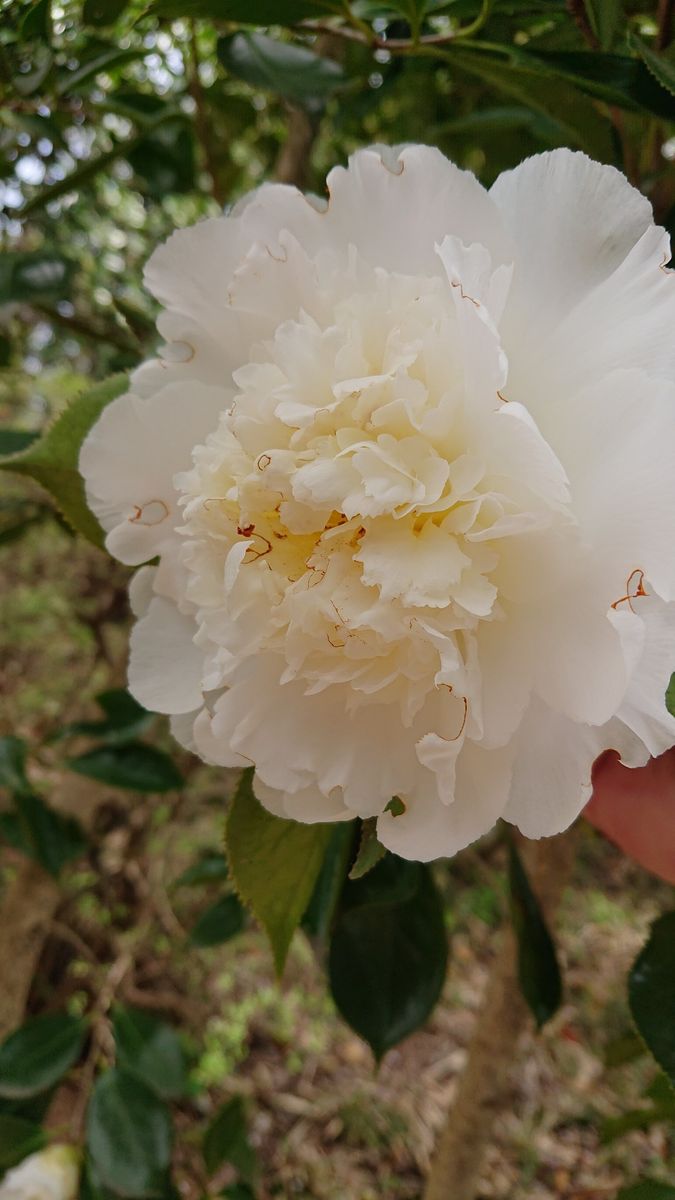 ウコン桜と大柿花山散策🌸🌼