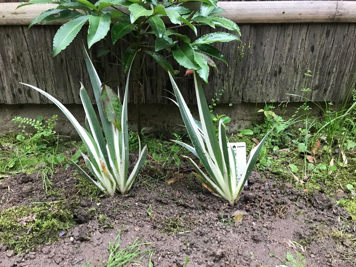 射干の植え付けをしました