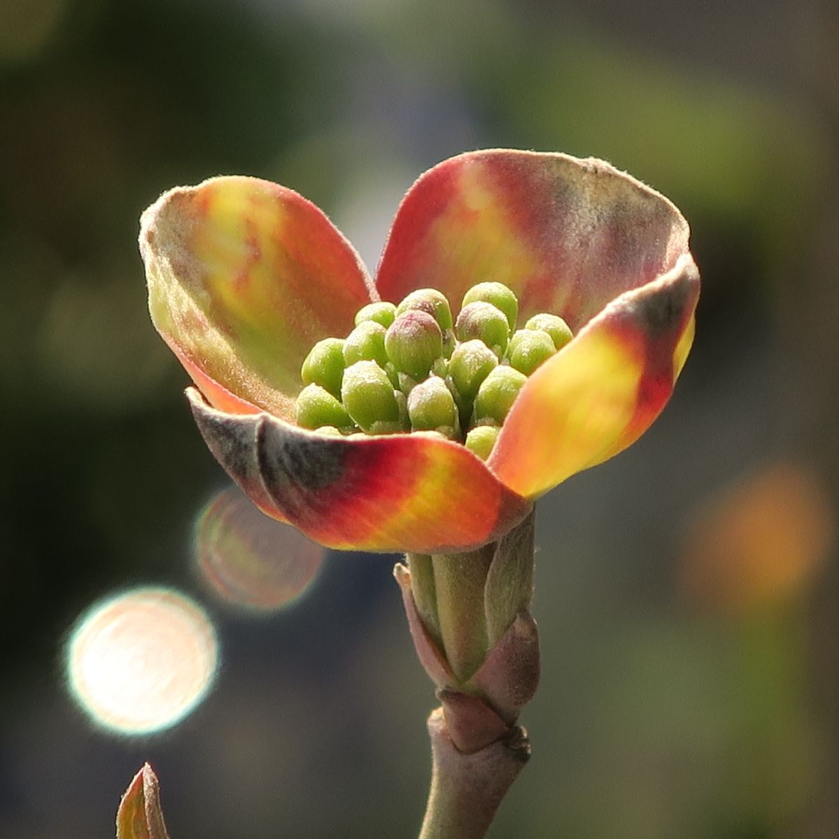 ♪ 花水木の蕾