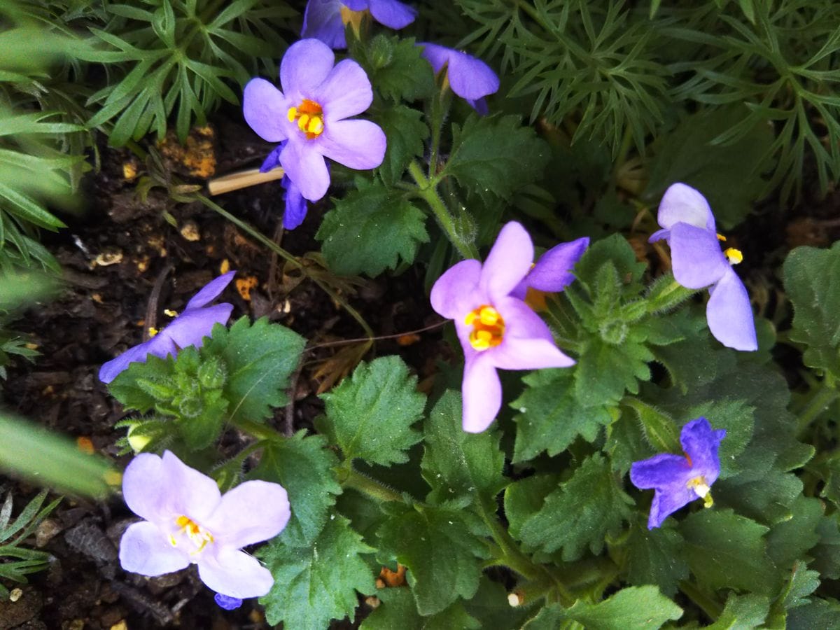 バコパ♪～ミニミニ花壇に咲いてます