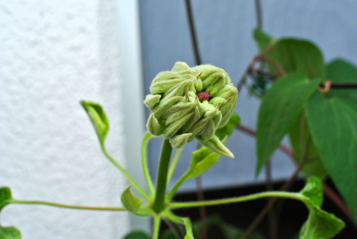 今日の花。②(19/04/23) (^_^)v