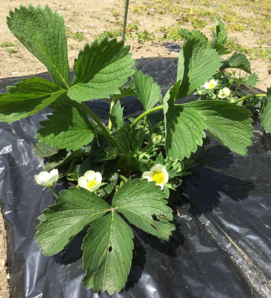 雪下で育った野菜たち