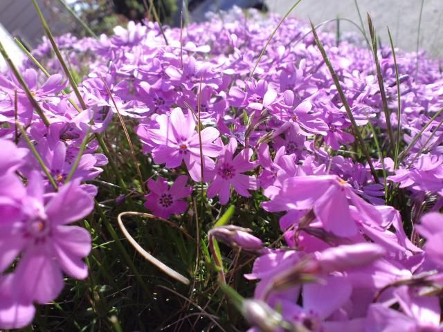 芝桜