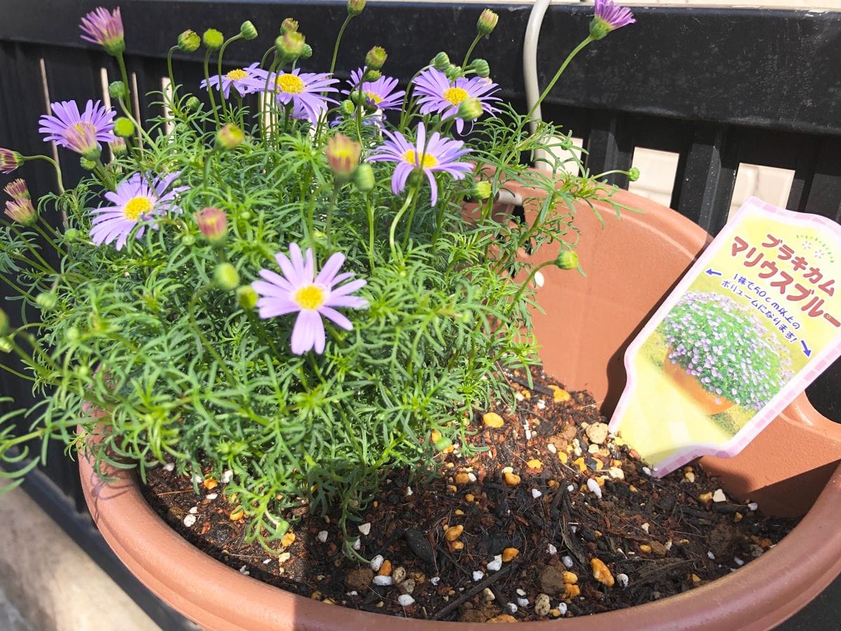 ブラキカム マリウスブルー 植え付け