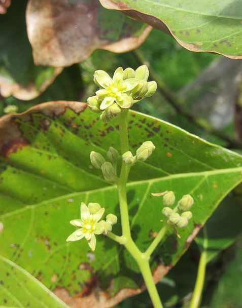 アボカドの開花