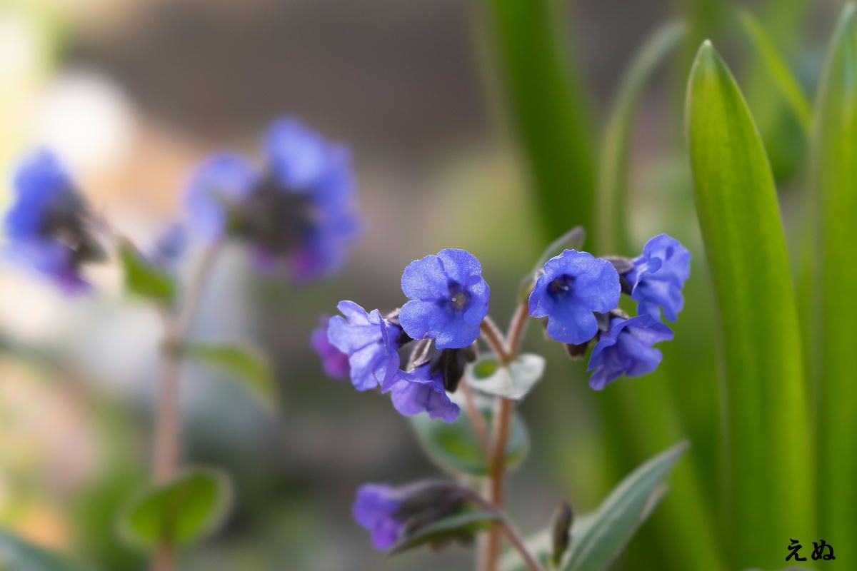 青系の花