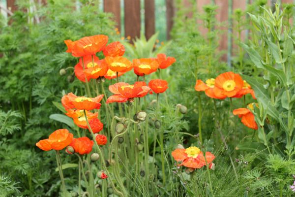 ４月の荒れ地ガーデン