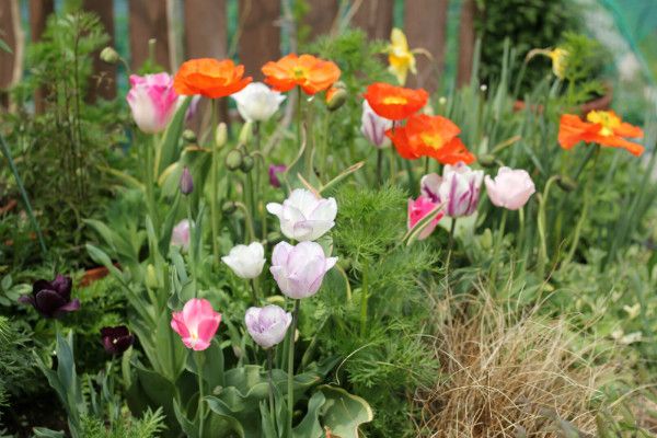 ４月の荒れ地ガーデン