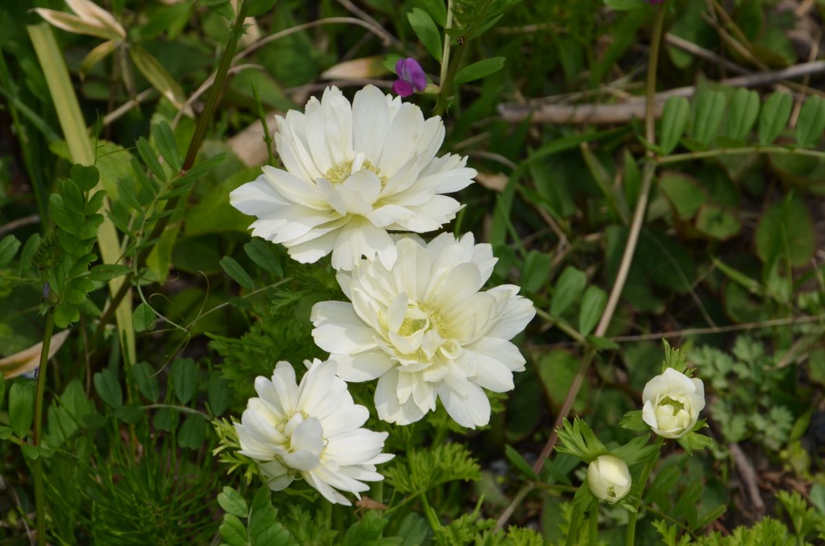 何か白い花が咲いてます。