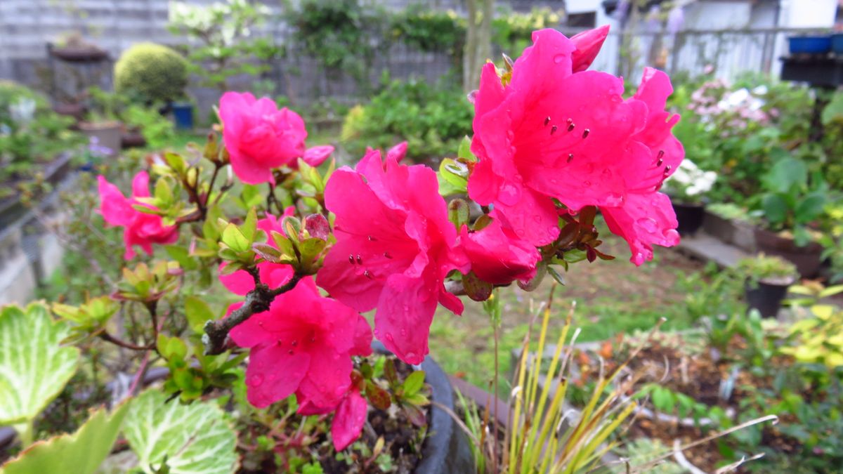 初さつきの🌸は「紅」？