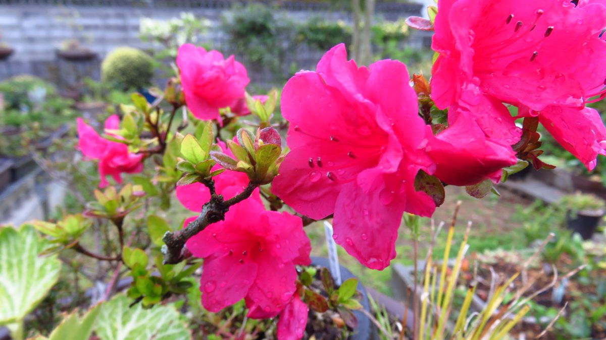 初さつきの🌸は「紅」？