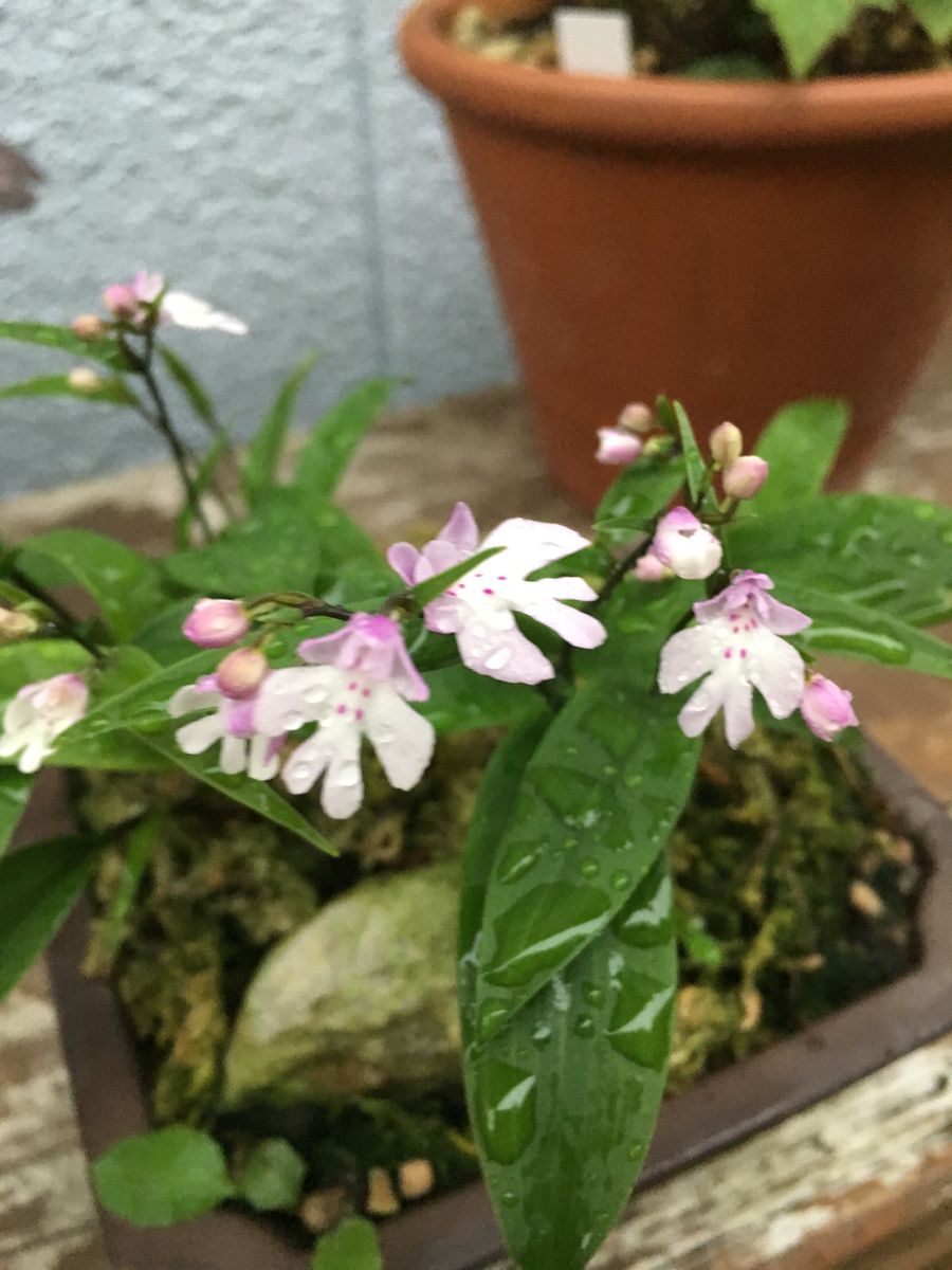 イワチドリが咲きました。