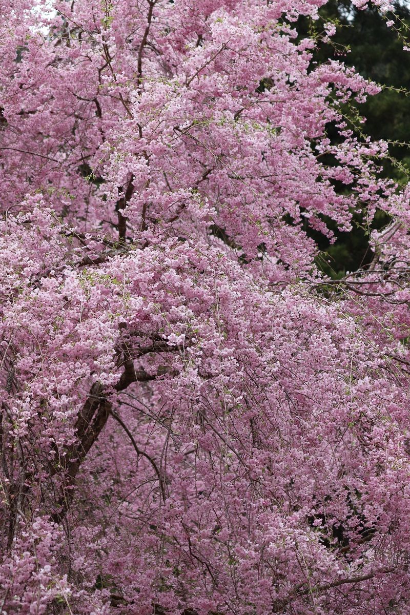 見納め...平成の桜