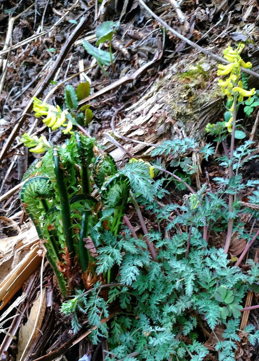 🌱今シーズン第１回目の山菜採り🌱⤴