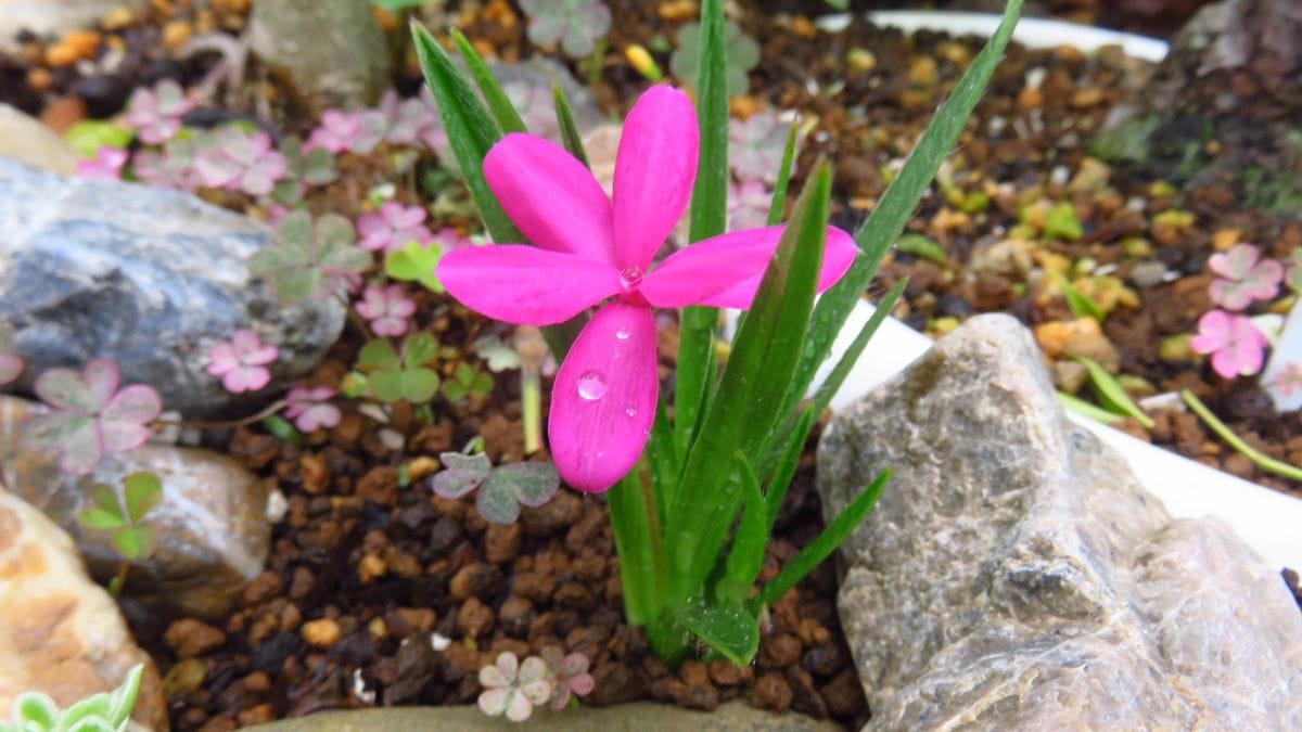 🌸意外な場所からアッツ桜🌸