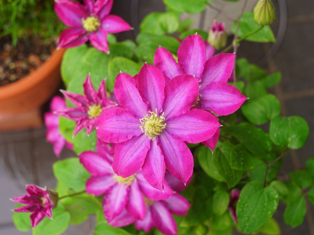 一気に開花