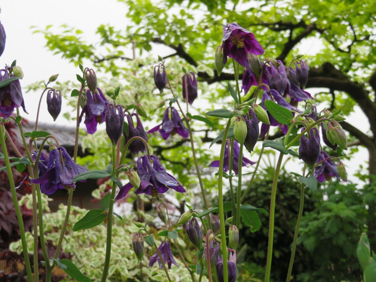 今日の花・和。