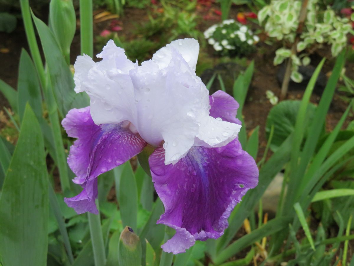 今日の花・和。