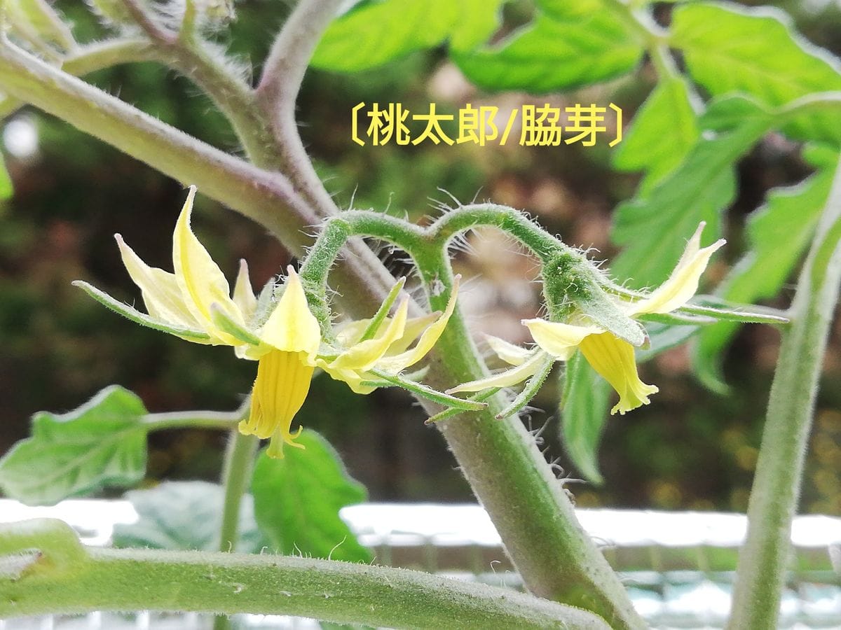 桃太郎/脇芽🍅の様子