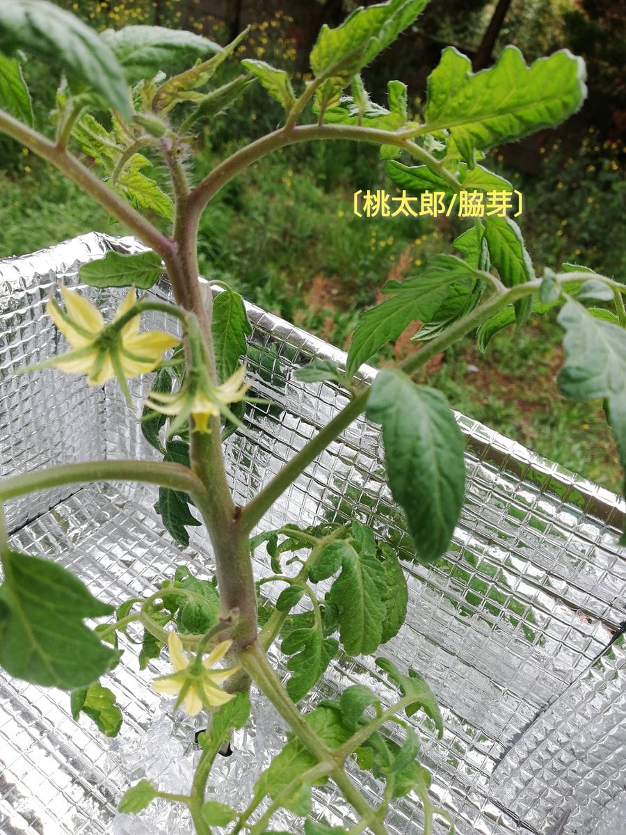 桃太郎/脇芽🍅の様子