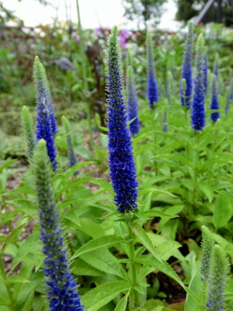 涼しげなお花たち