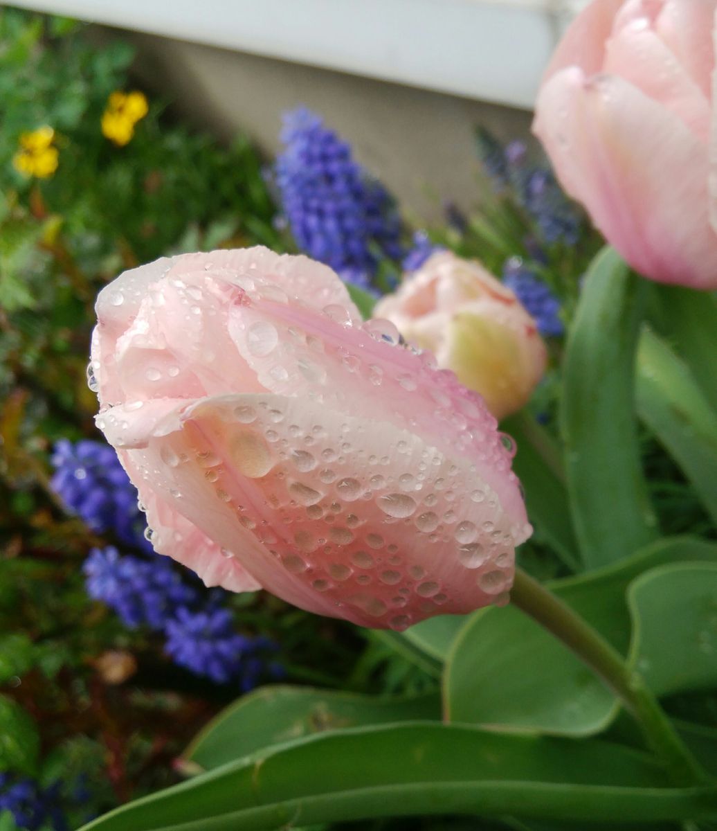 雨から薄曇りへ、、