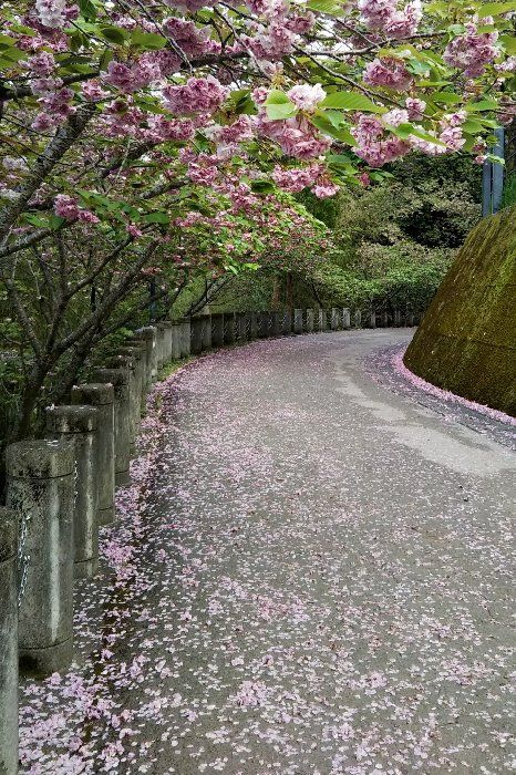 八重桜の絨毯