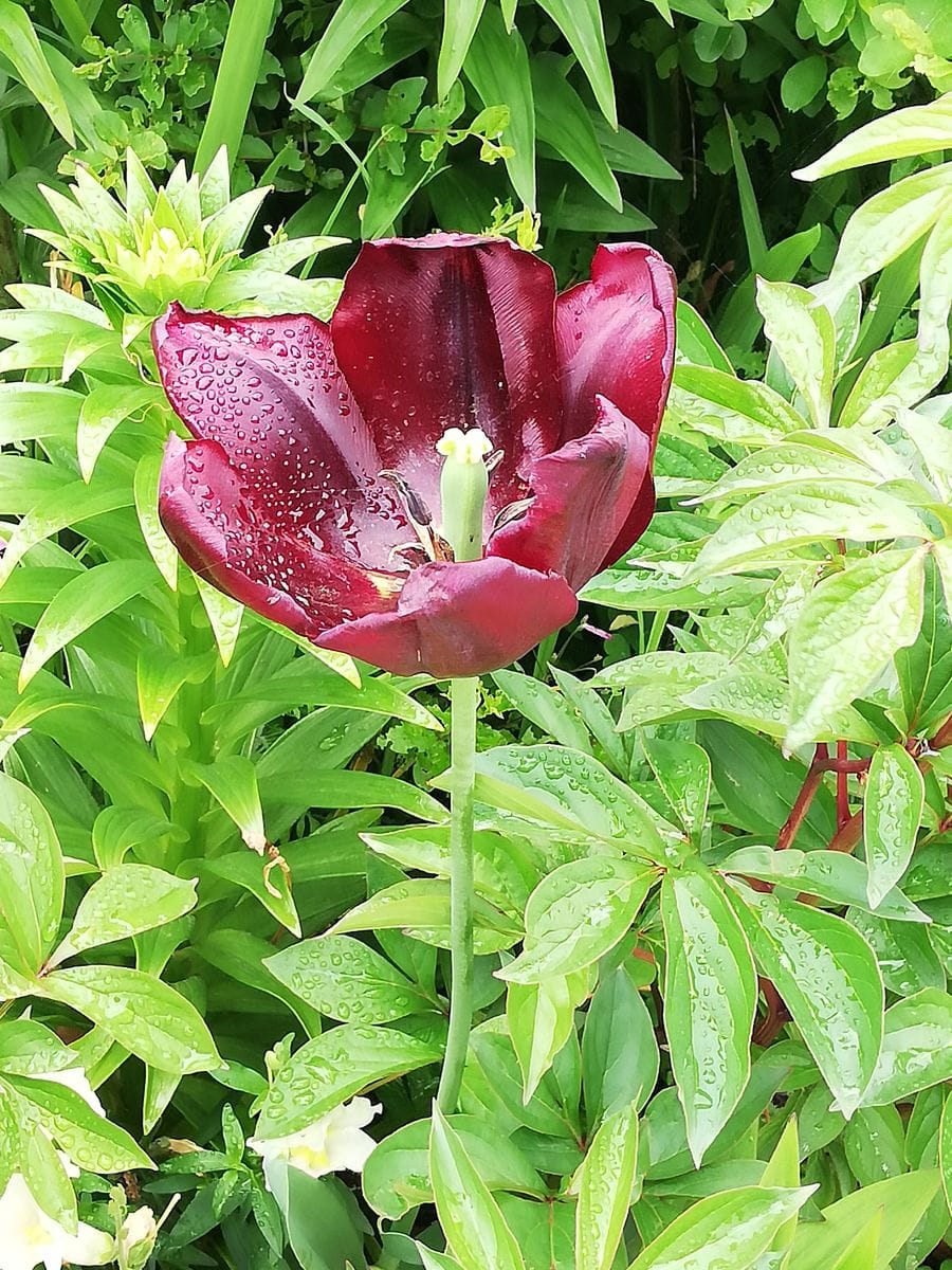 福岡市でトチノキのお花を見かけました。