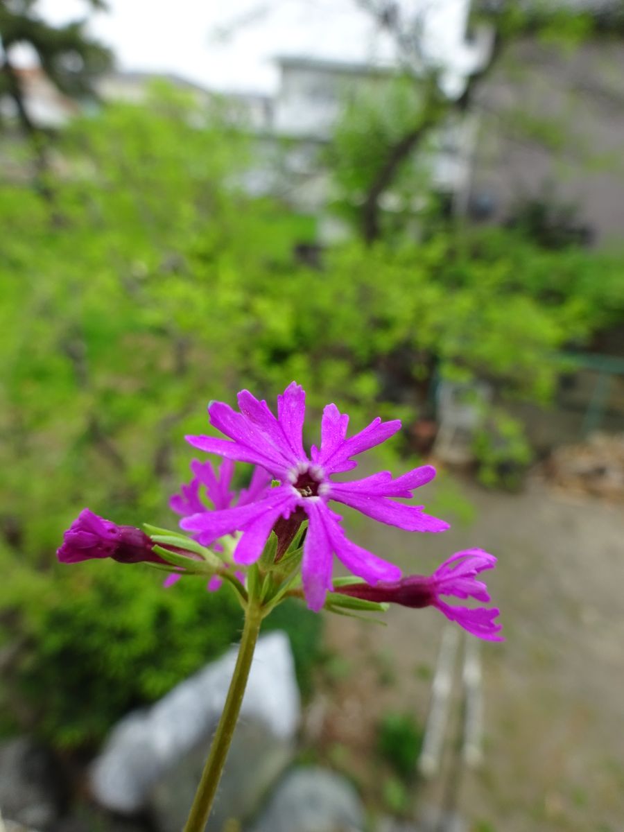 梅雨のような