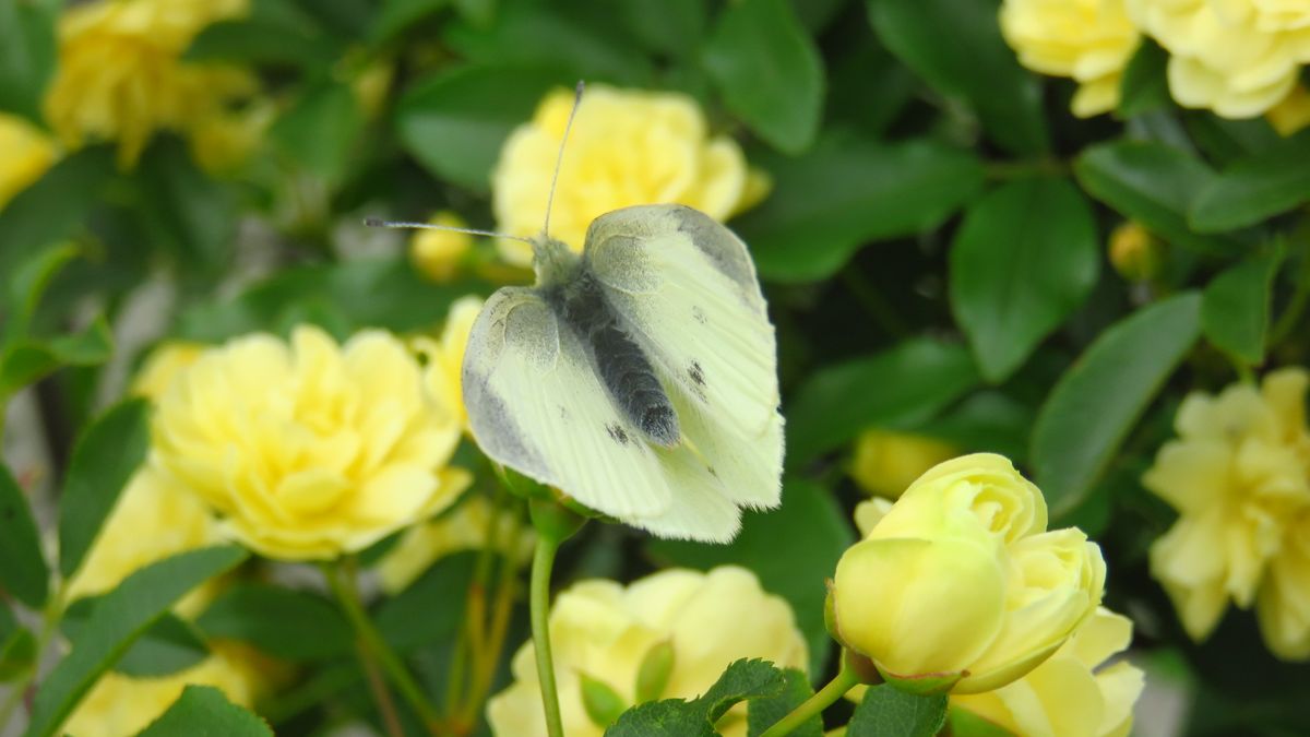 花とモンシロチョウ