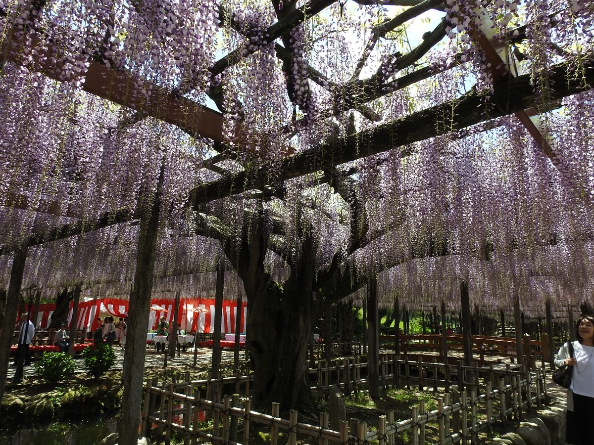 津島市の天王川公園の藤