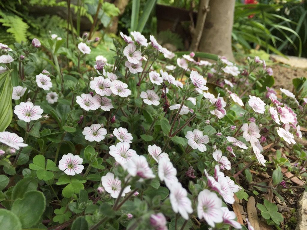 小さな花たち✿✿✿