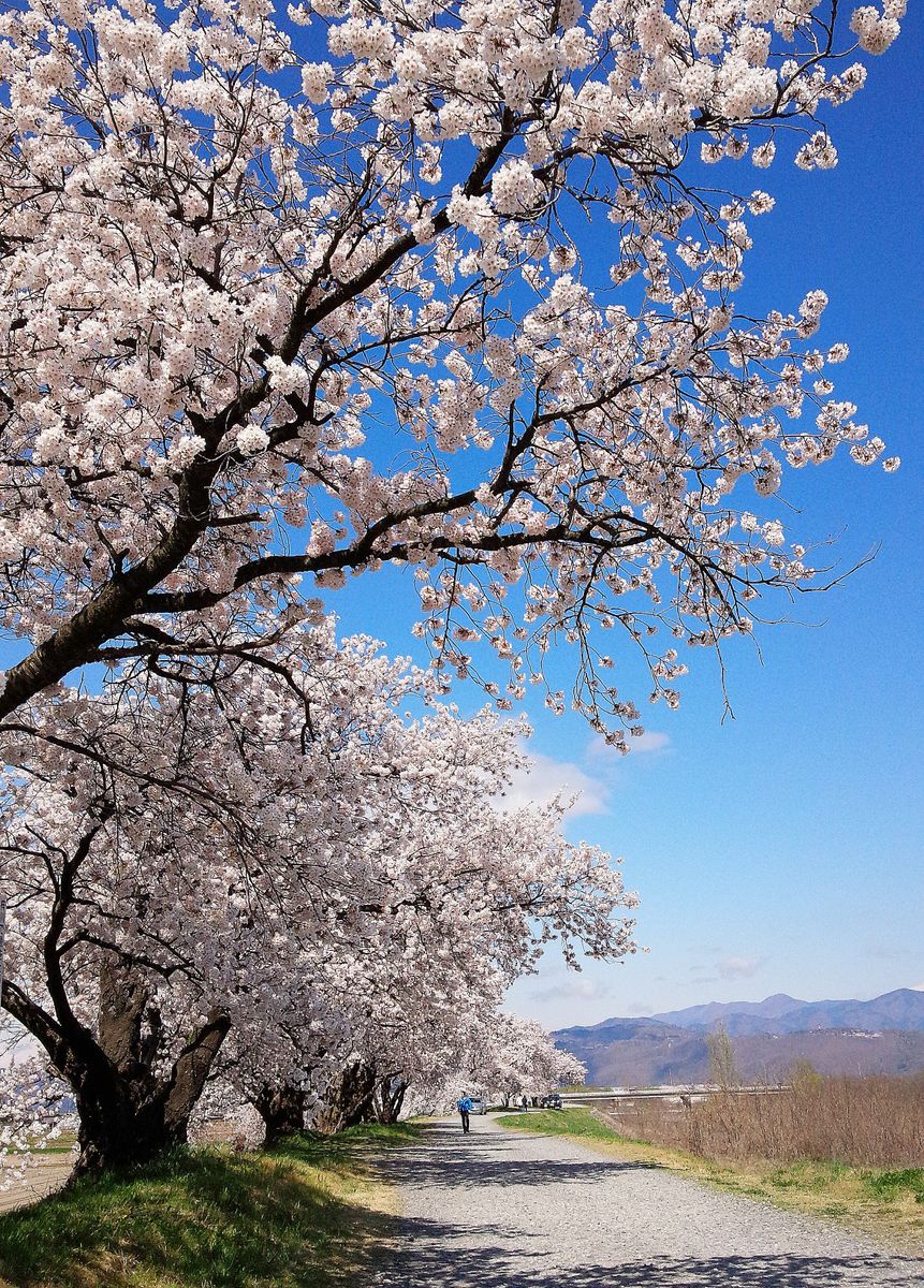 🌸梓川左岸堤防道路の桜並木🌸です！