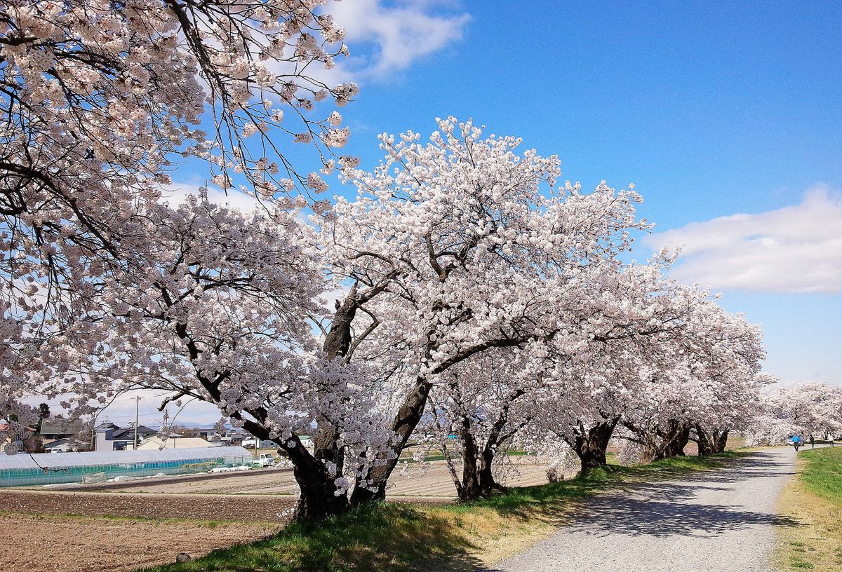 🌸梓川左岸堤防道路の桜並木🌸です！