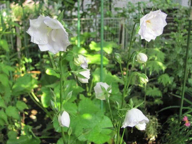 カンパニュラの花