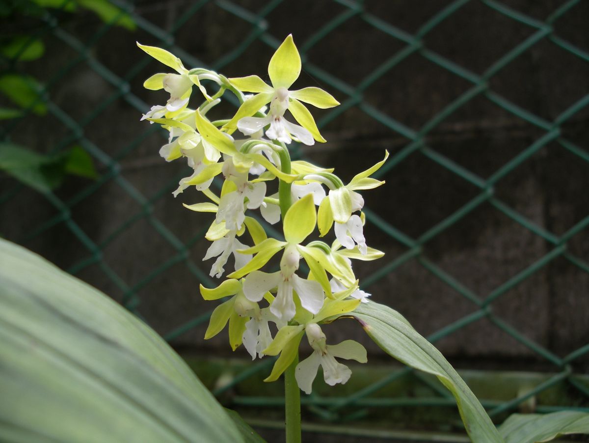 エビネ　初開花