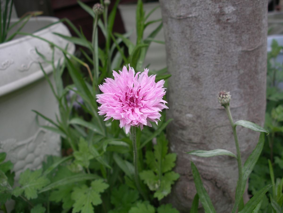 エビネ　初開花