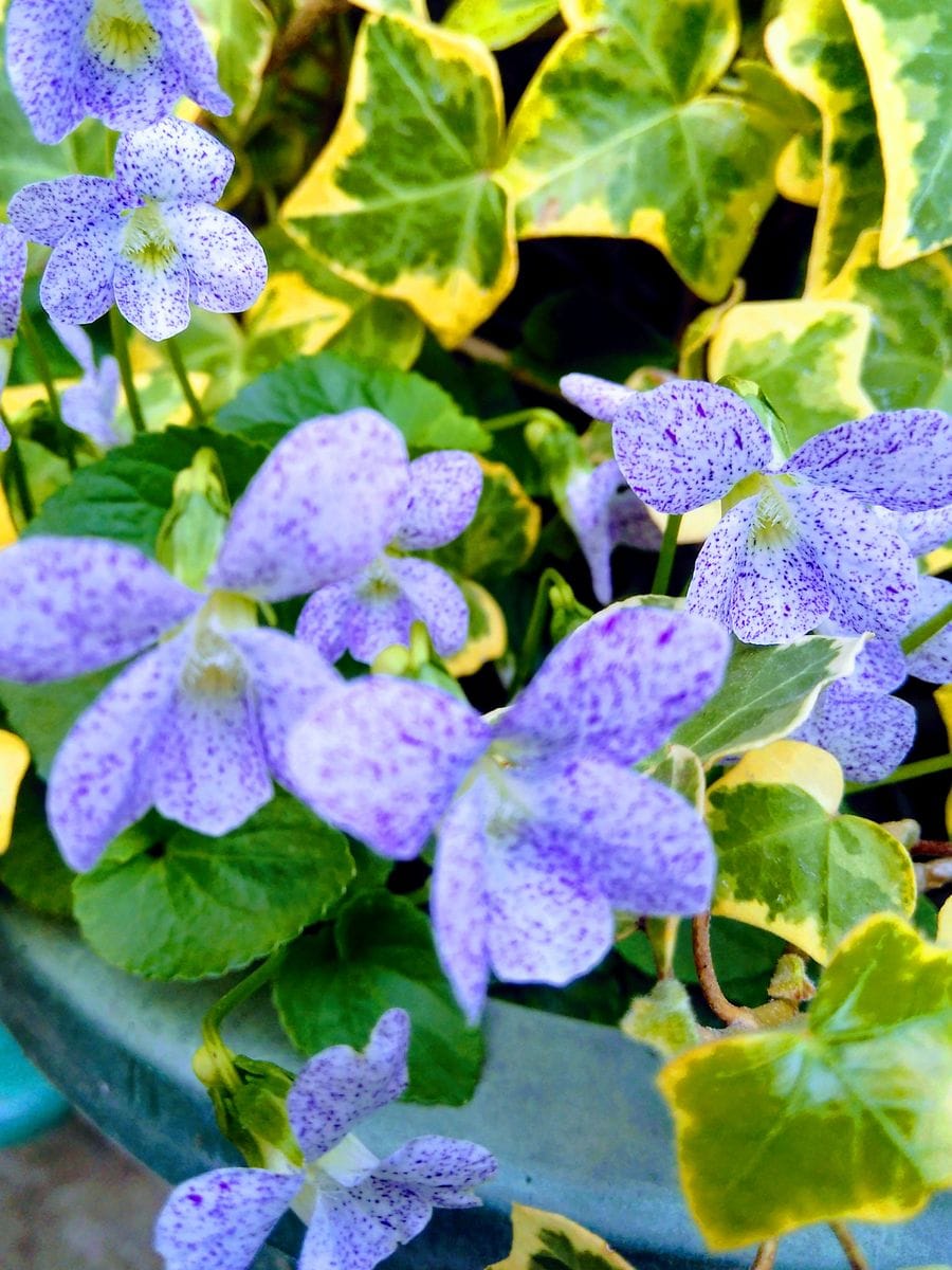 今日のお花🌼ベスト3