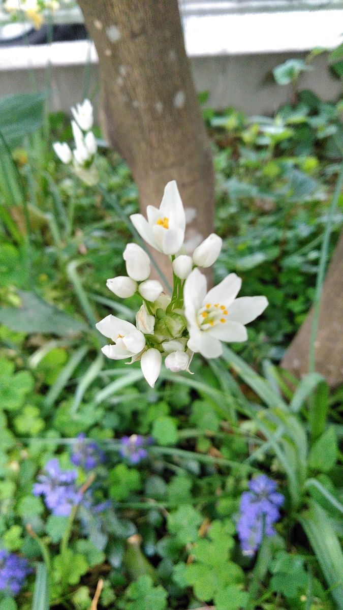 プシキニア・アルバの開花❗