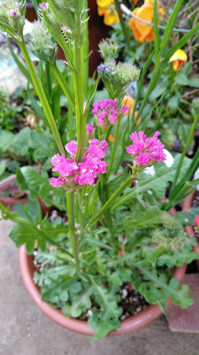 プシキニア・アルバの開花❗