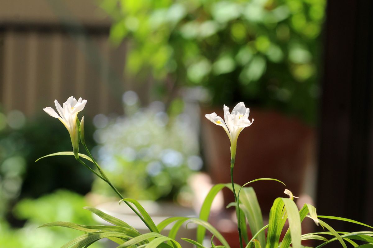 白花ヒメシャガの二番花、三番花が咲いた日