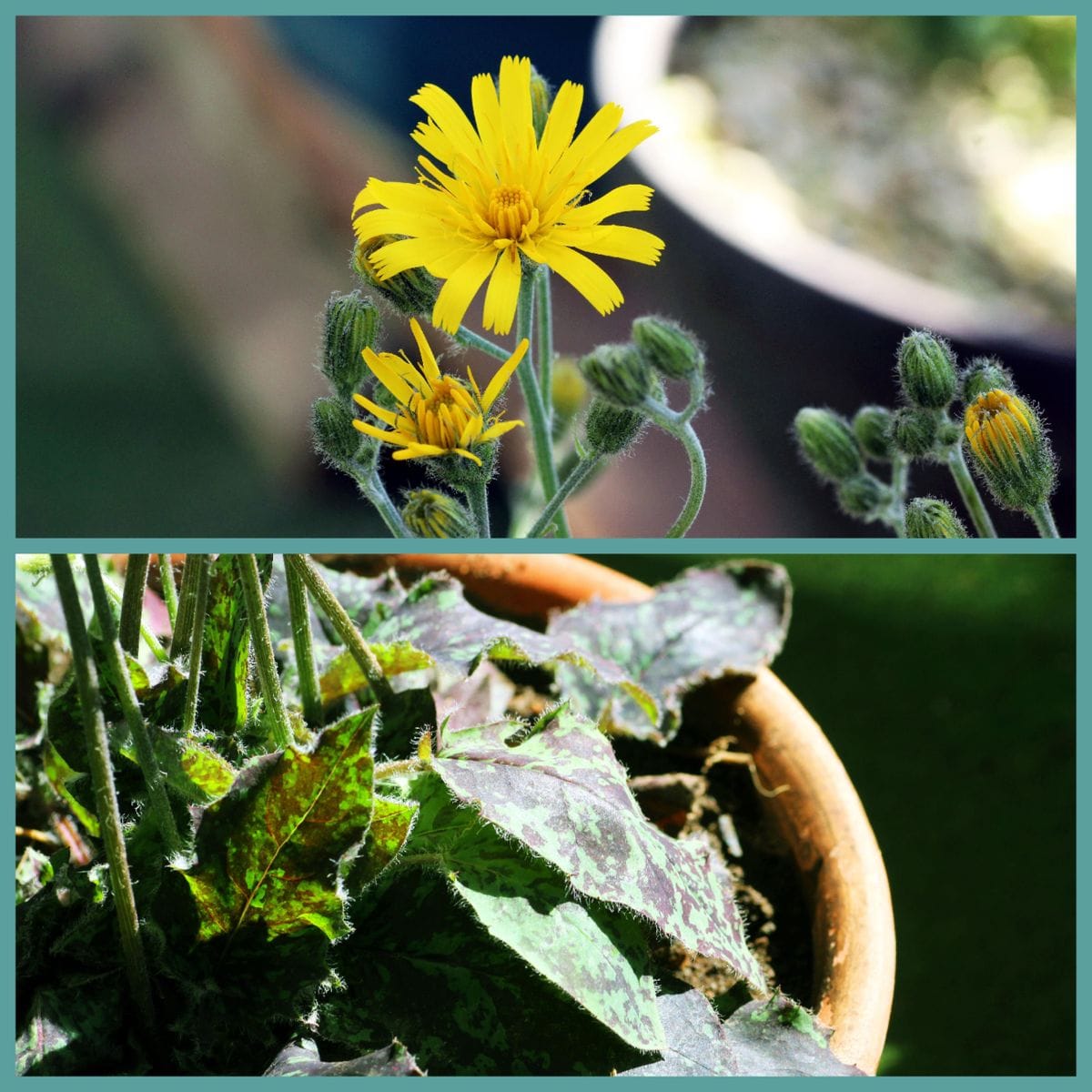 白花ヒメシャガの二番花、三番花が咲いた日