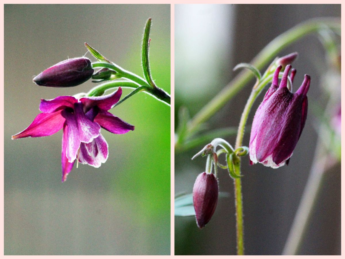 白花ヒメシャガの二番花、三番花が咲いた日