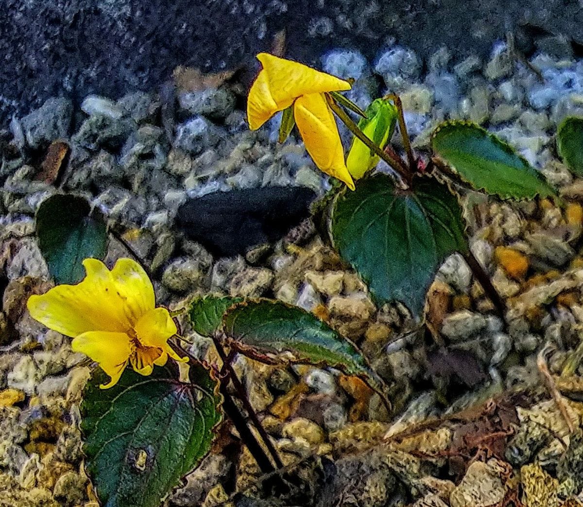 育成の山野草②