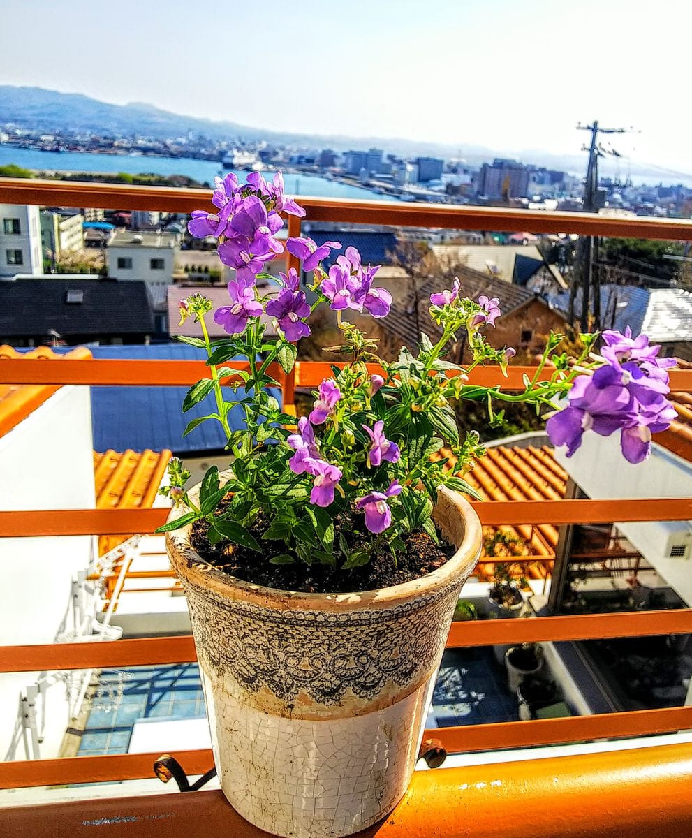 紫の花💜